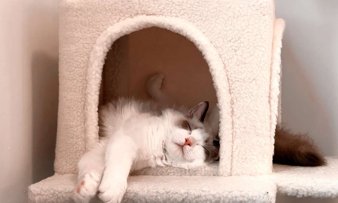 10 signes que votre chat est en pleine forme