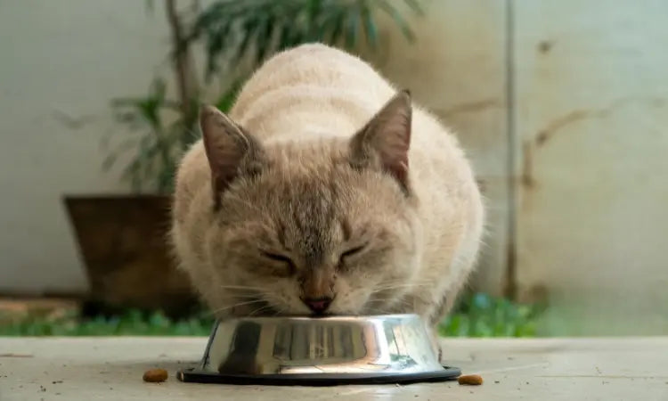 Alimentation du chat senior : critères de choix et conseils vétérinaires