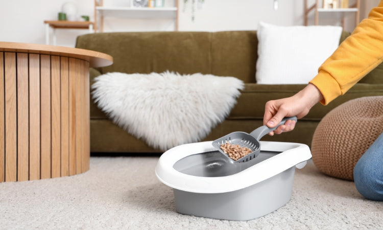 Astuces pour Attirer votre Chat dans Sa Litière : Tout Ce Que Vous Devez Savoir