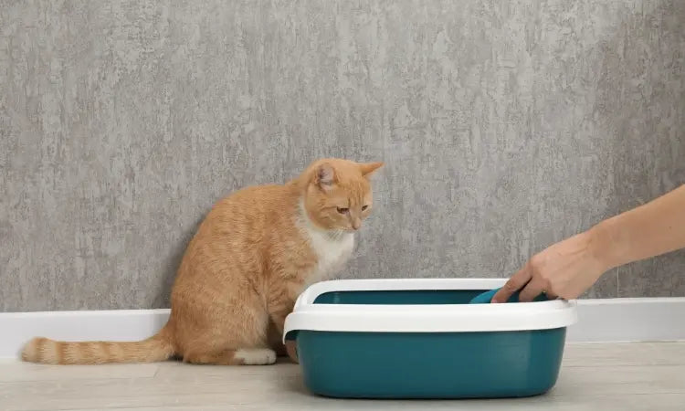 Chat qui éternue ou se gratte ? Sa litière pourrait être responsable !