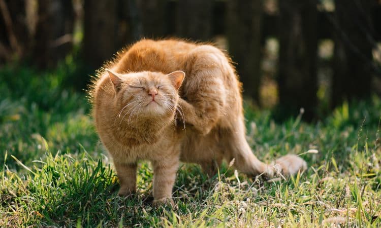 Chat qui se gratte ? Tout savoir pour calmer efficacement les démangeaisons !