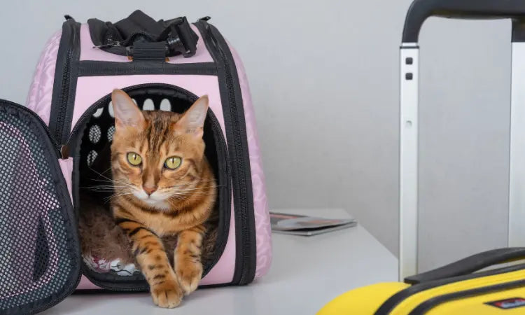 Comment Faire Garder Mon Chat Pendant les Vacances ?