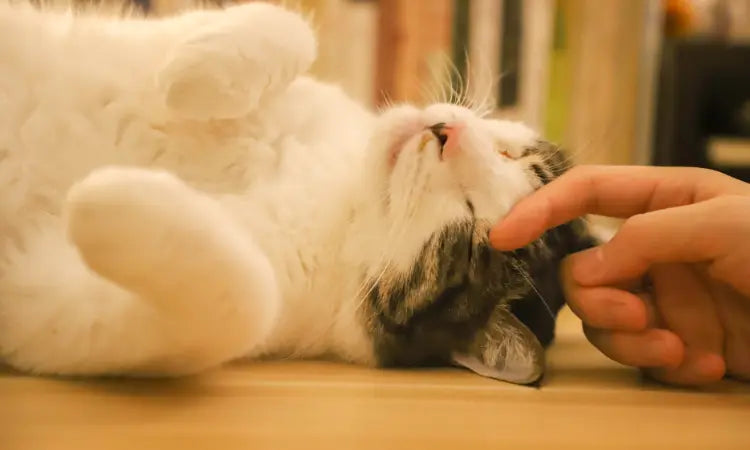 Entretien des chats : 7 piliers pour un chat en pleine santé