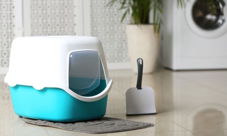 Guide Pratique : Trouver l'emplacement idéal pour la litière de votre chat