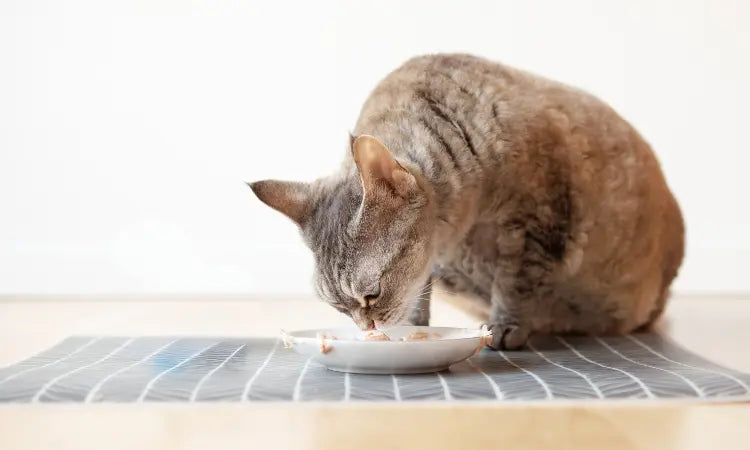 La Taurine : Un Acide Aminé Essentiel pour la Santé de Votre Chat !