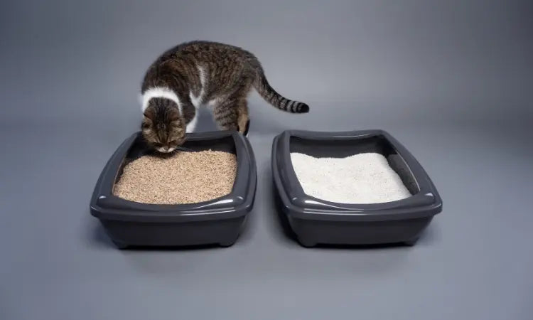 La litière biodégradable : bonne pour la planète, bonne pour votre chat !