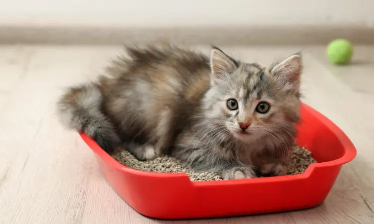 Chaton dans un bac de litière contenant de la litière végétale