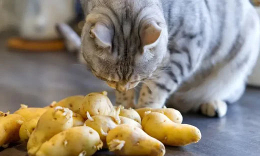 La pomme de terre est-elle toxique pour les chats?
