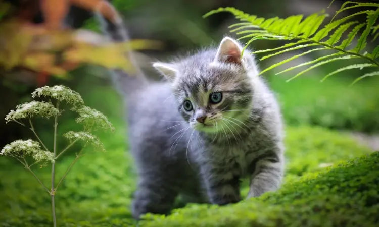 La valériane chez le chaton : inutile avant 6 mois ?