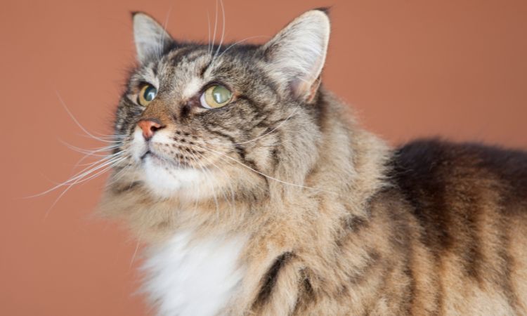 Le guide pratique pour accompagner votre chat senior au quotidien