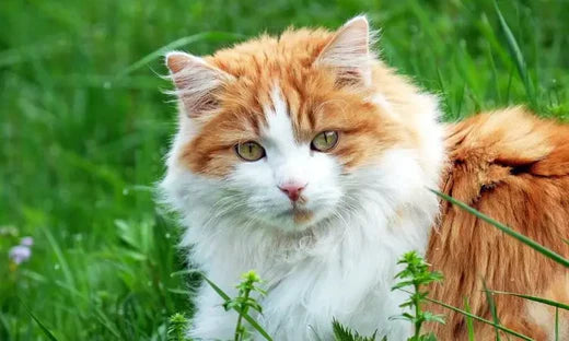 Les croquettes : le choix le plus écologique pour votre chat