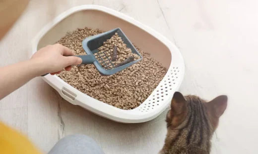 Litière végétale sans odeur