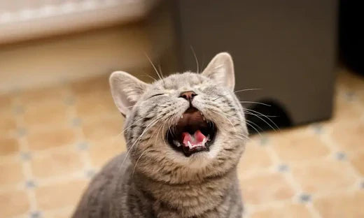 Mon chat est glouton et il mange trop vite ses croquettes dans sa gamelle : Pourquoi et que faire ?