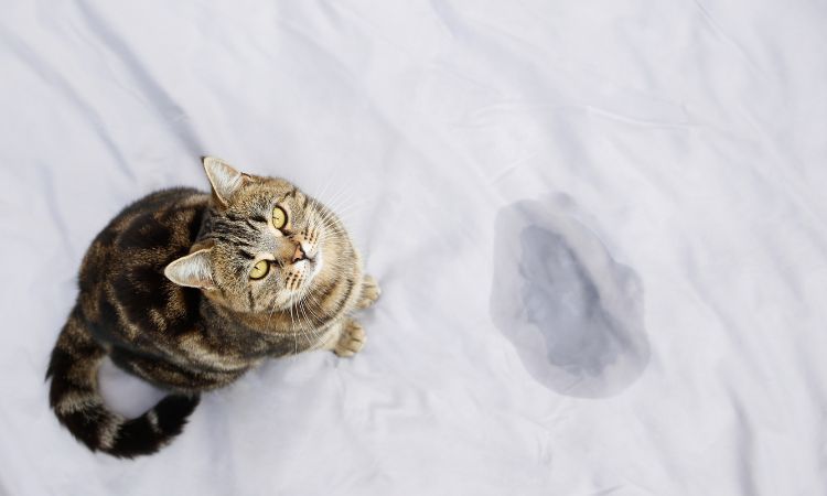 Mon chat était propre et maintenant il fait partout : que se passe-t-il ?