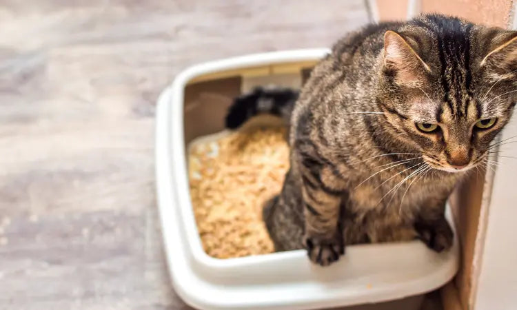 Mon chat fait pipi du sang : Est-ce grave ? Que faire ?