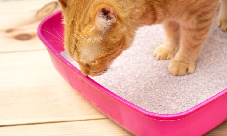 Mon chat mange sa litière : faut-il s’inquiéter ? L'avis du vétérinaire !