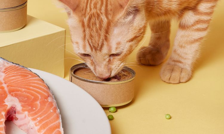 Oméga-3 pour Chat : Pourquoi et Comment Optimiser la Santé de Votre Félin ?