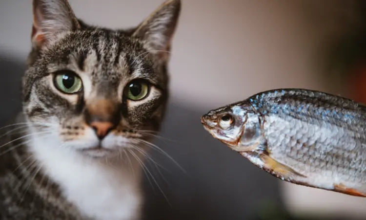 Pourquoi l'huile de poisson est l'allié n°1 de la santé de votre chat ?