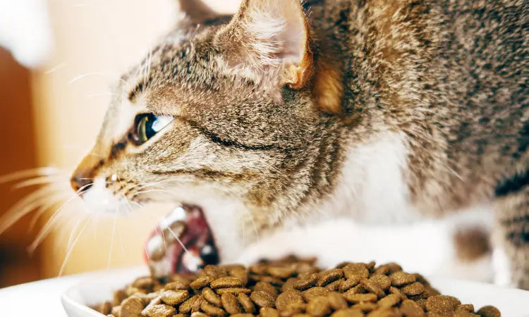 Pourquoi mon chat vomit-il ses croquettes? Et comment l’aider ?