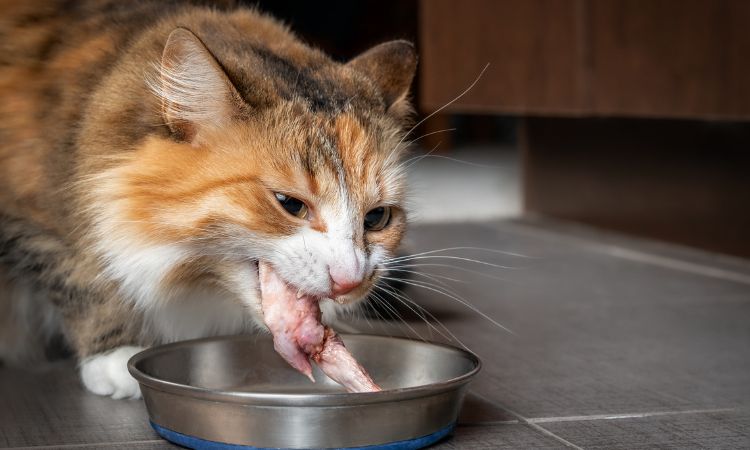 Protéines dans l'alimentation du Chat : Démêlons le vrai du faux !