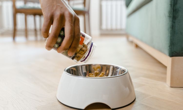 Rapport protido-phosphorique (RPP) : pourquoi cet indice détermine la qualité des croquettes