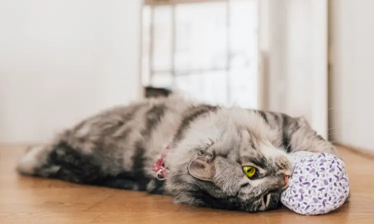 Tout savoir sur la valériane pour chats : Mode d'emploi et bienfaits