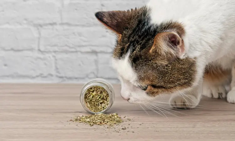 Votre chat raffole de la valériane… mais y a-t-il un danger pour sa santé ?