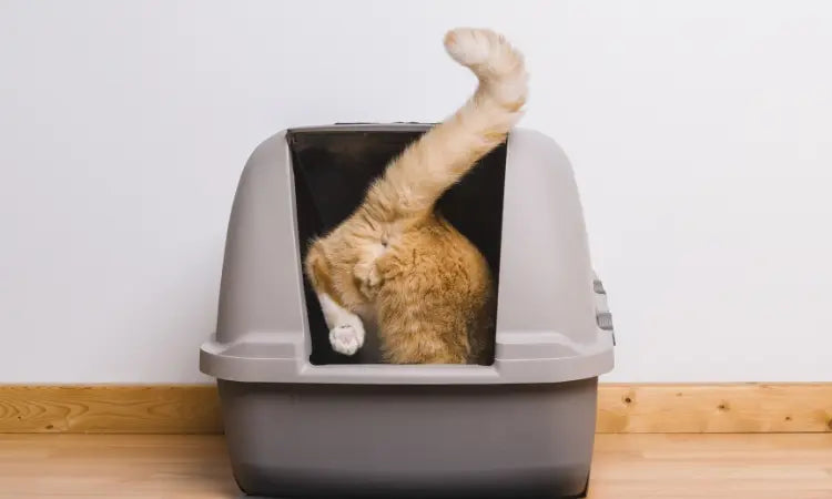 Stop aux grains de litière dans la maison : Quelle litière pour chat ne colle pas aux pattes ?