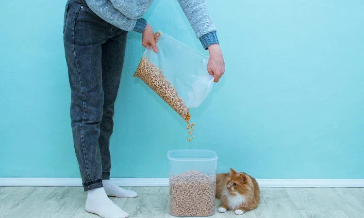 Litière de bois pour chat : avantages et inconvéniants