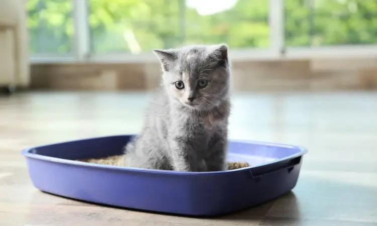 Meilleure litière pour chaton