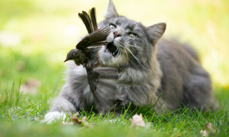 Préservons la faune sauvage grâce à l’alimentation de nos chats