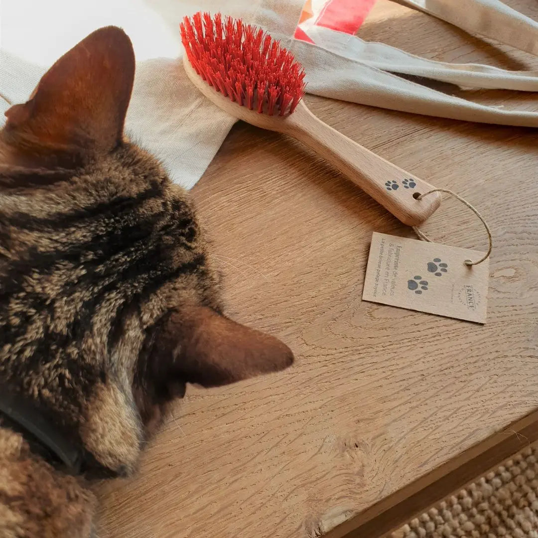 Jopy brosse française pour chat