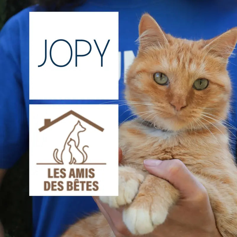 Jopy soutient les refuges et associations de chats