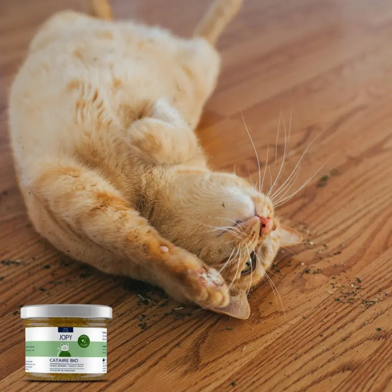 bienfaits cataire séchée pour chat