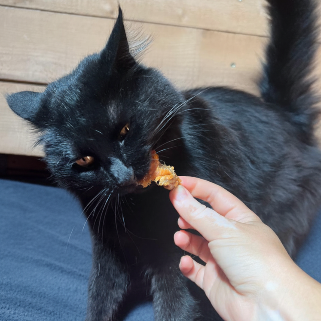 Chair de truite pour chat