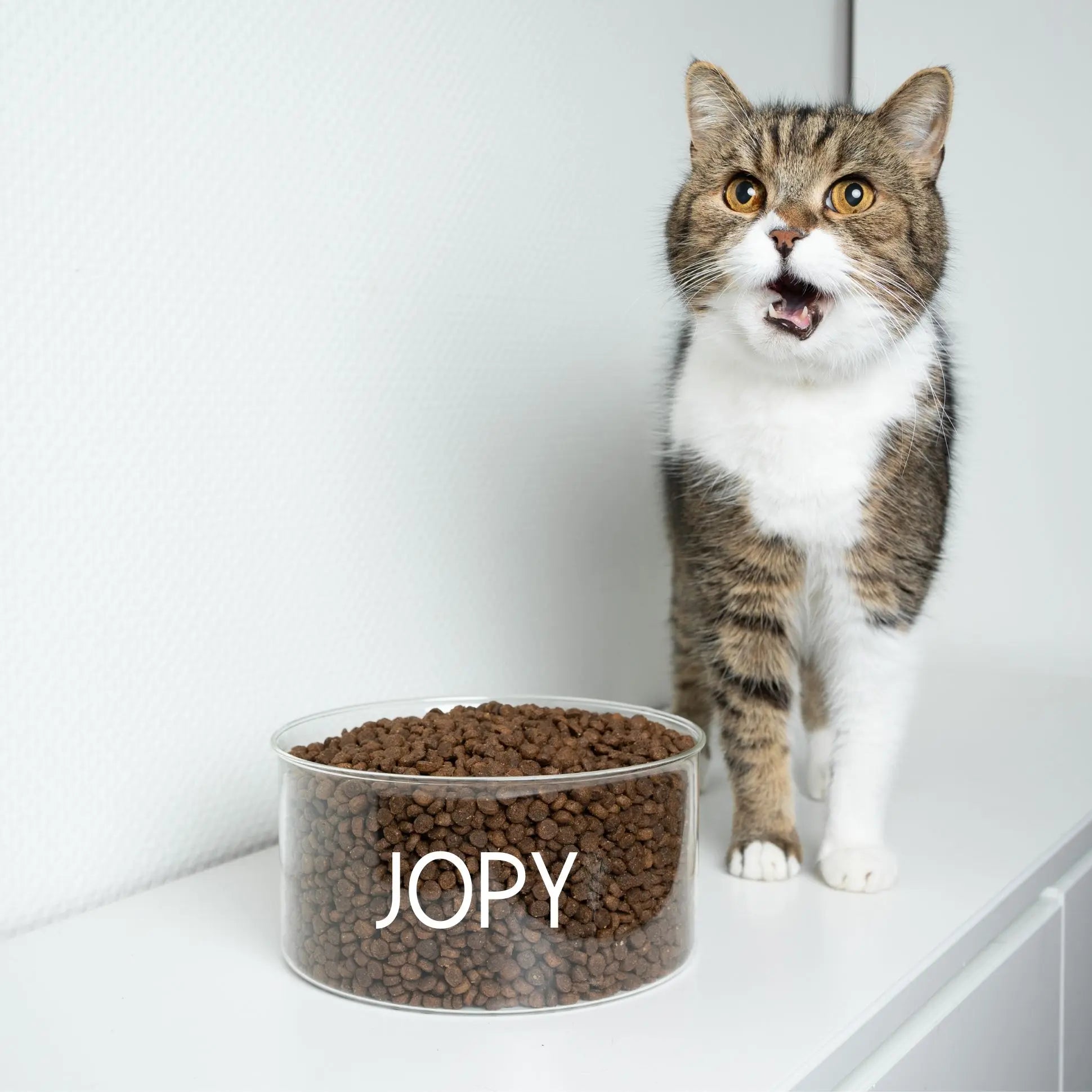 Chat devant un bocal en verre contenant des croquettes Jopy