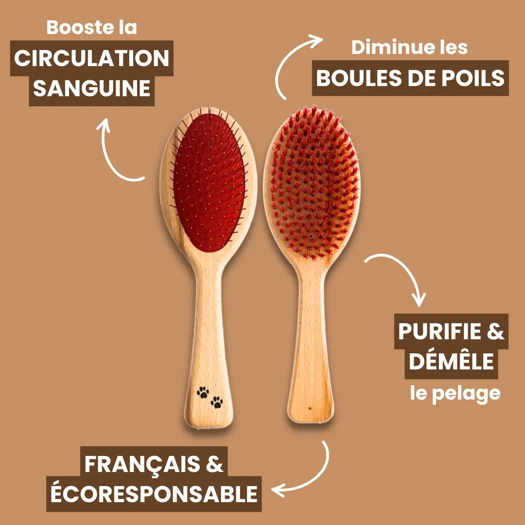 Brosse Française pour Chats