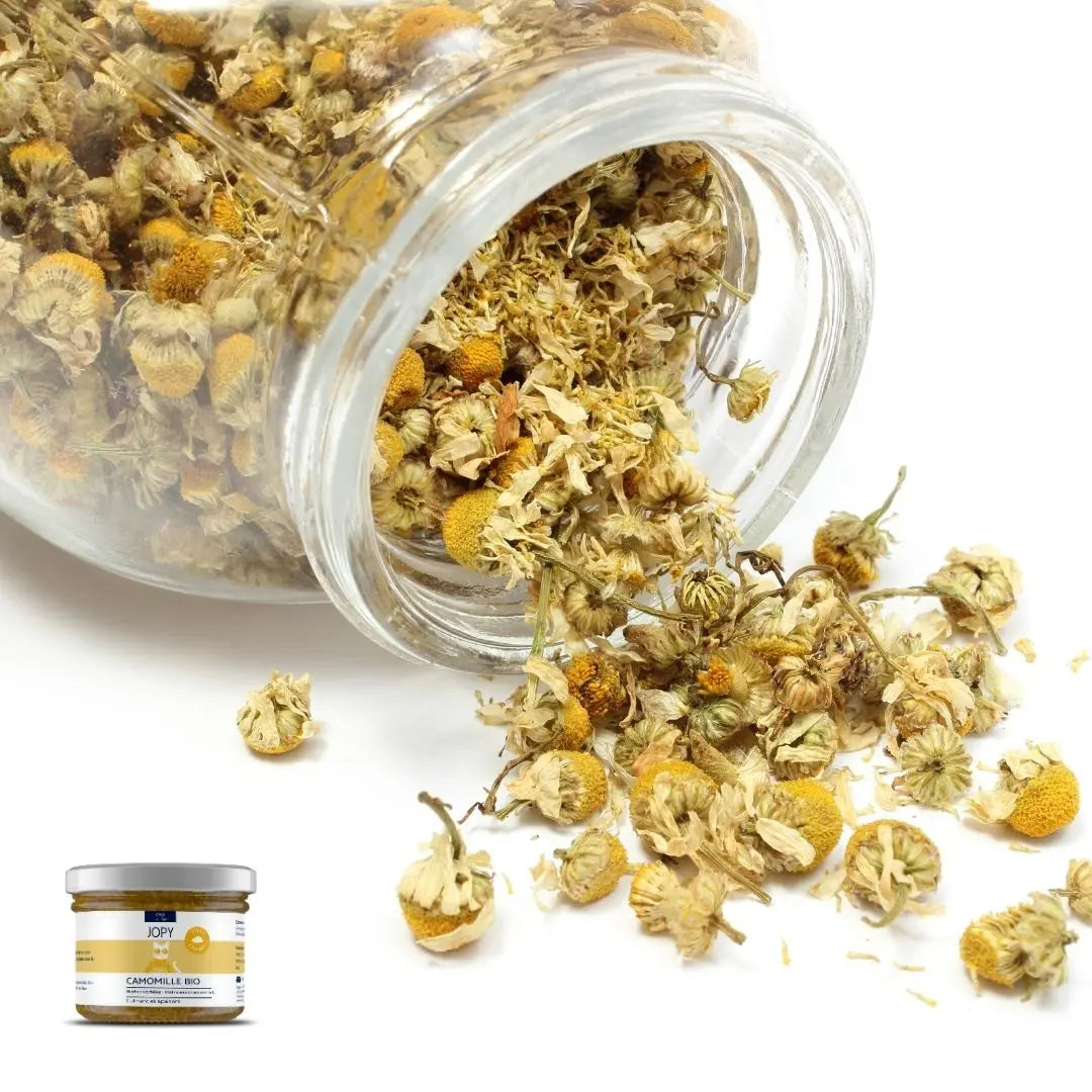 bocal de camomille bio herbe à chat séchée