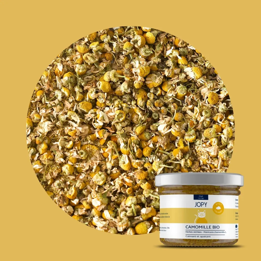 Camomille - Herbes à chat