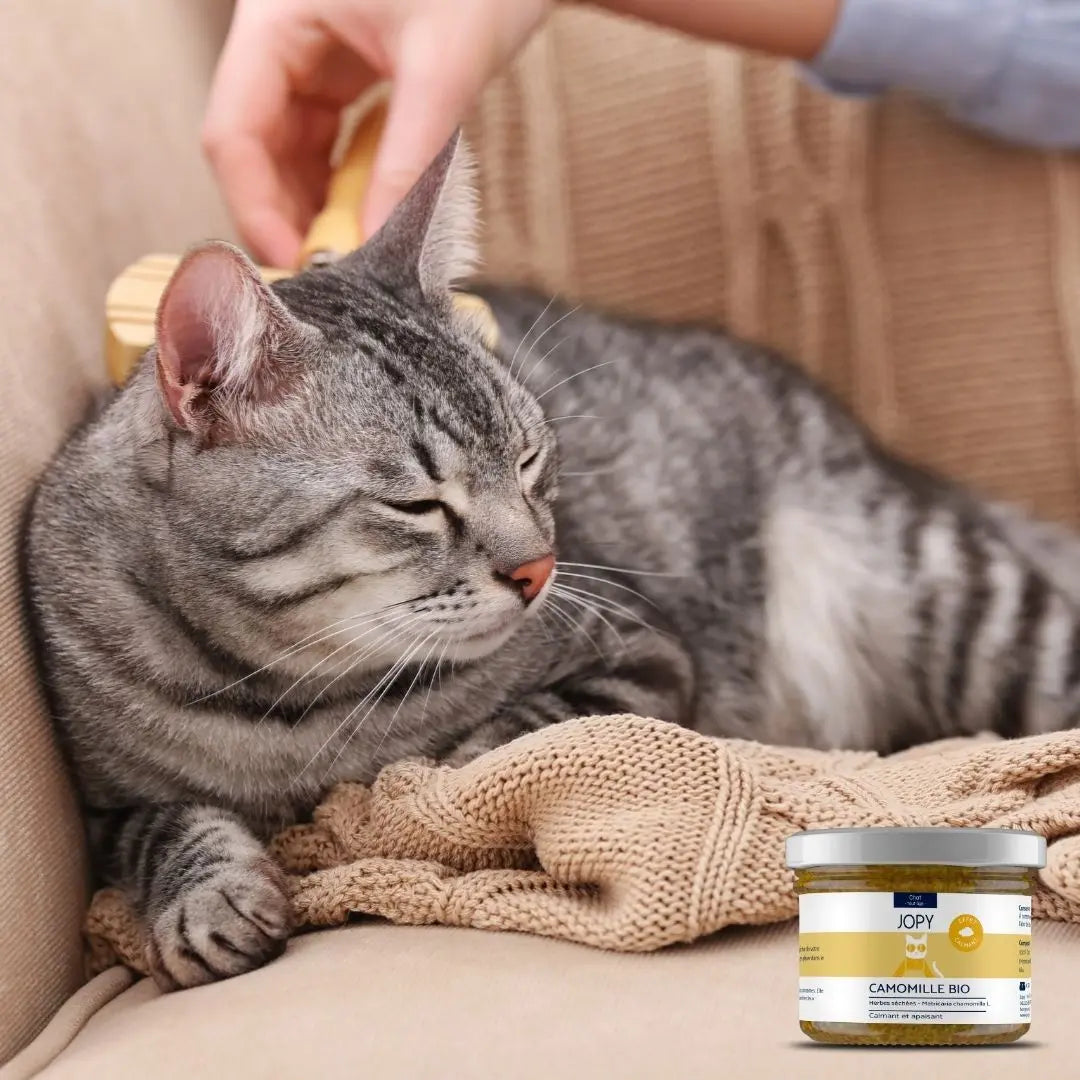 bocal de camomille bio herbe à chat séchée
