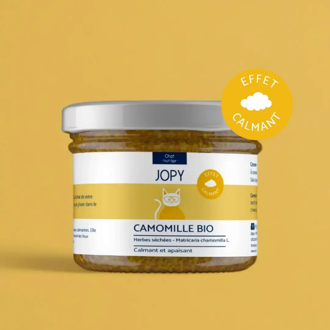 Camomille - Herbes à chat