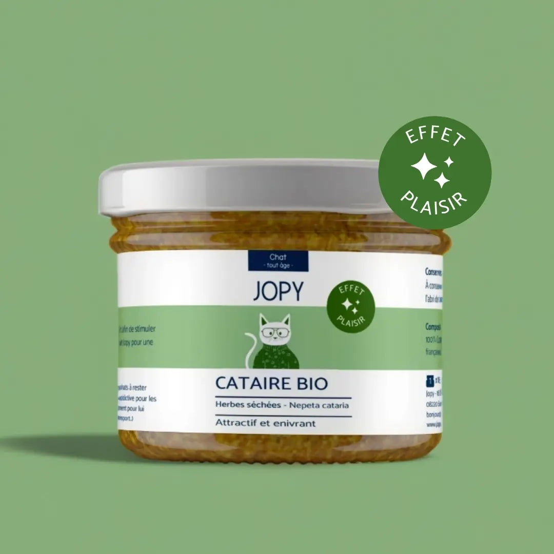 Cataire – Herbes à chat