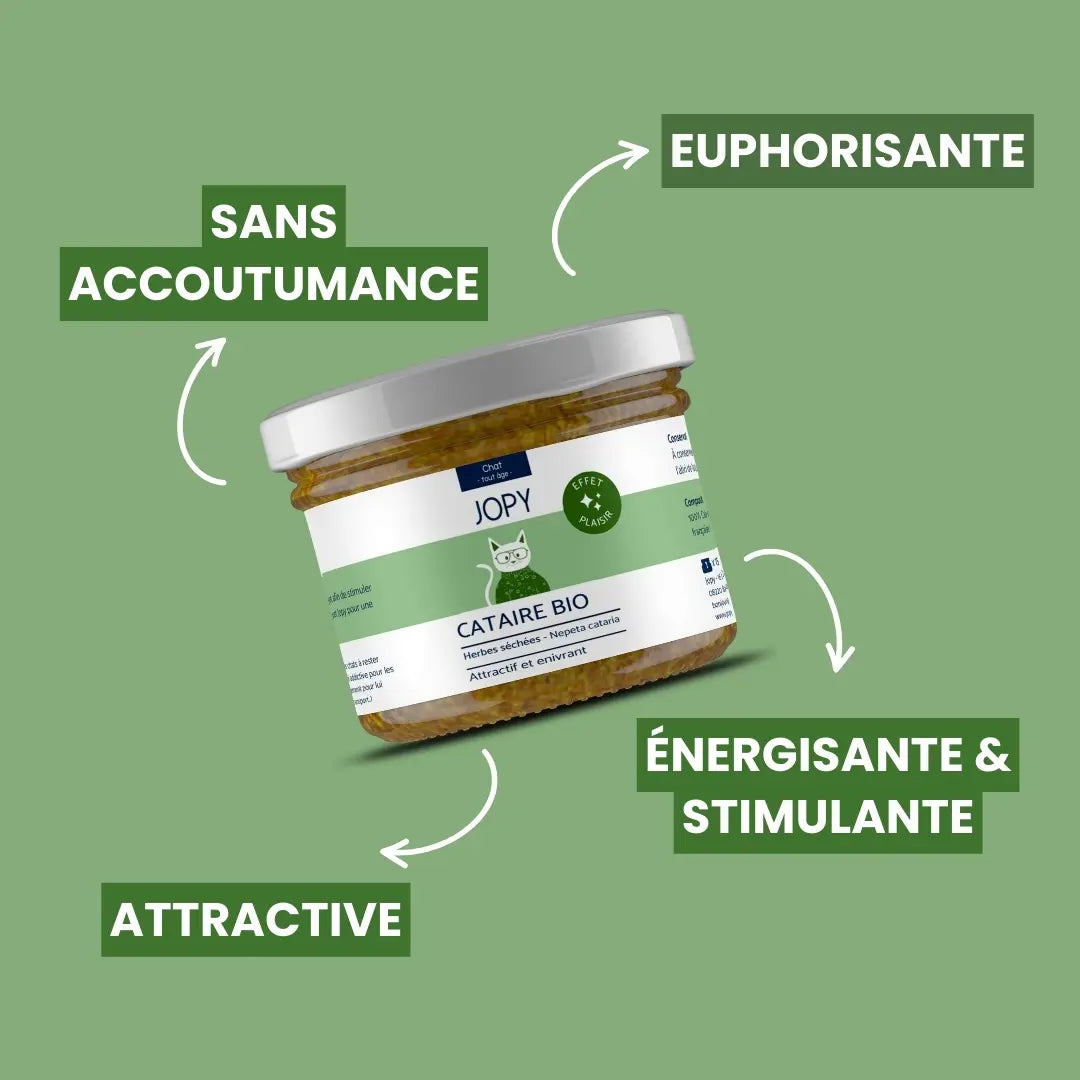 Cataire – Herbes à chat