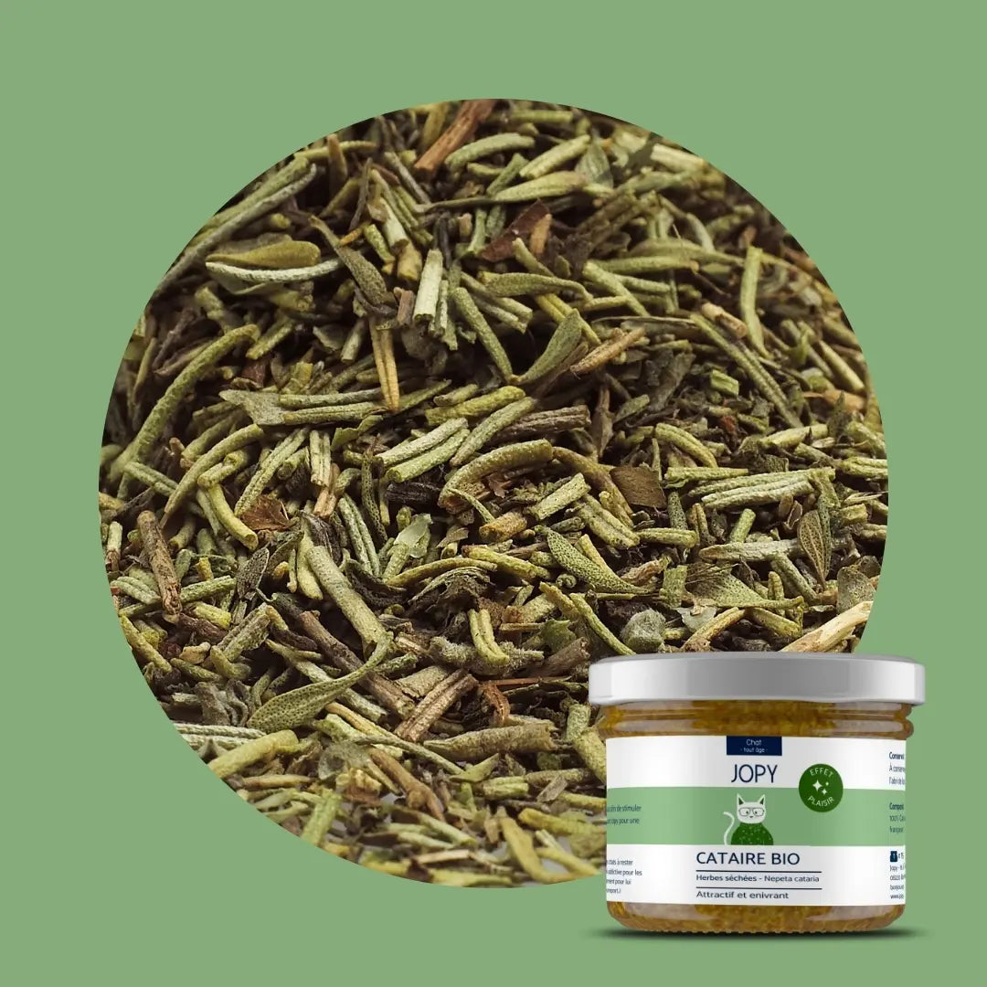 Cataire – Herbes à chat