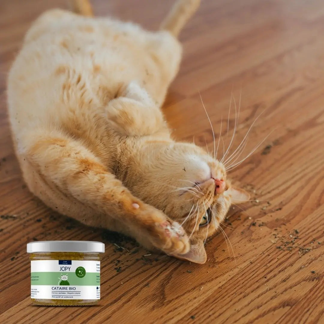 bienfaits cataire séchée pour chat