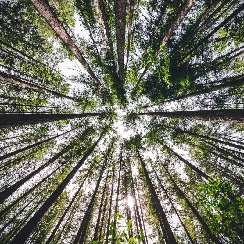 Arbres plantés par la marque Jopy