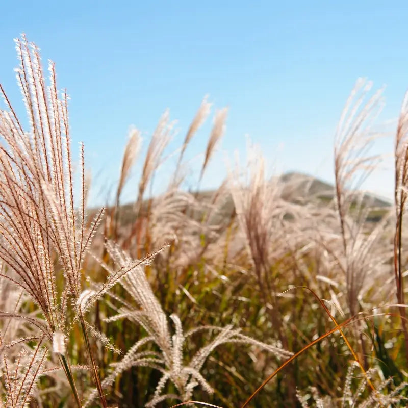 Un champ de Miscanthus situé dans les Ardennes à côté de notre entrepôt