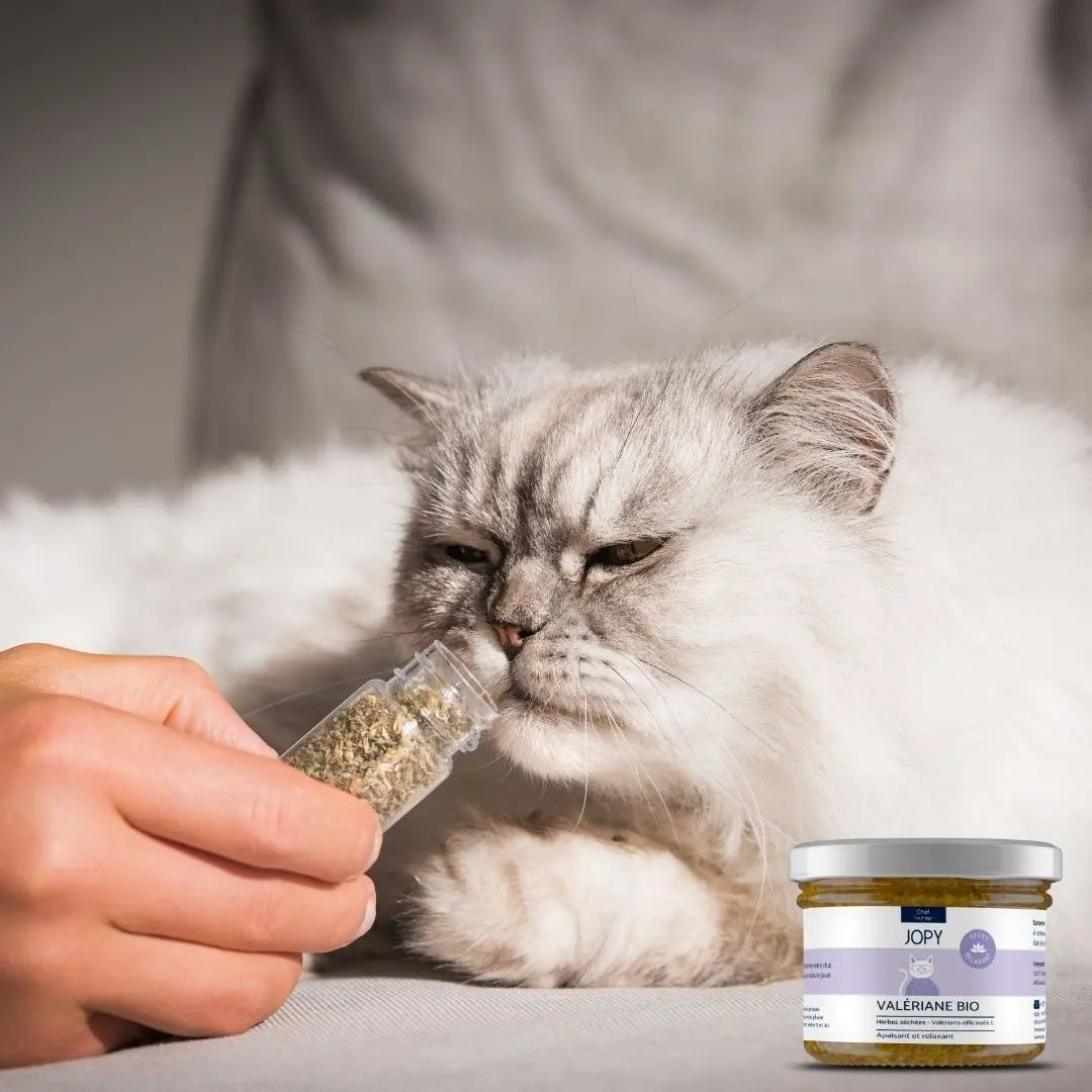 bocal de valériane bio herbe à chat séchée