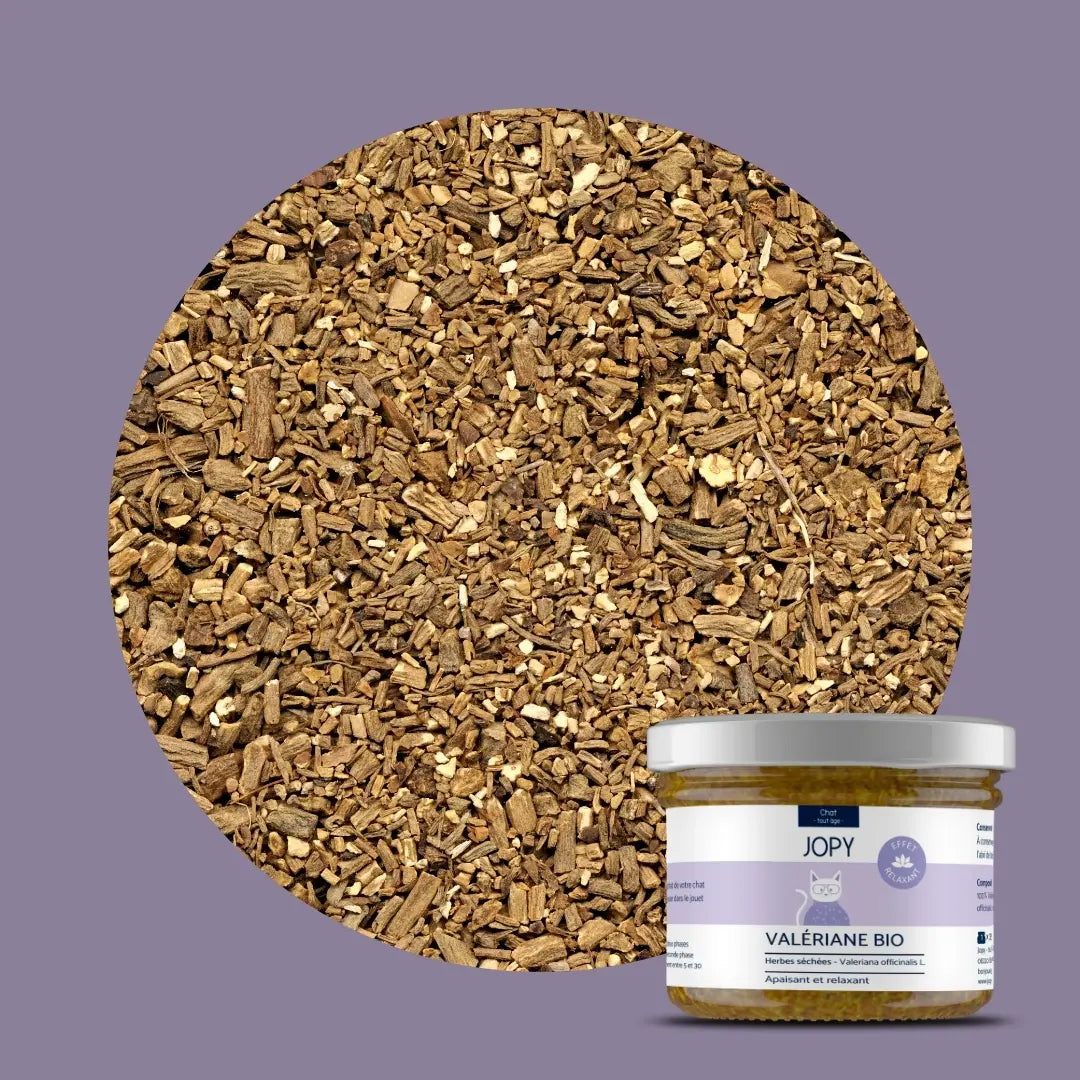 Valériane - Herbes à chat