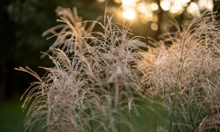 Litière pour chat à base de miscanthus du grand est